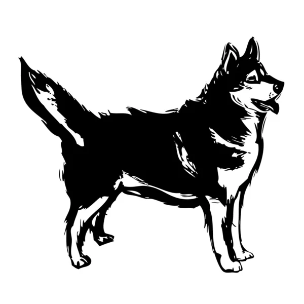 Illustration husky sibérienne — Image vectorielle