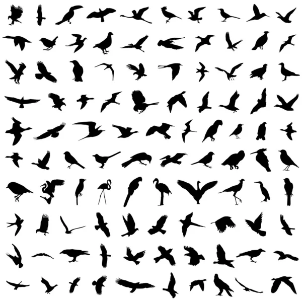 Vogelsilhouette — Stockvektor