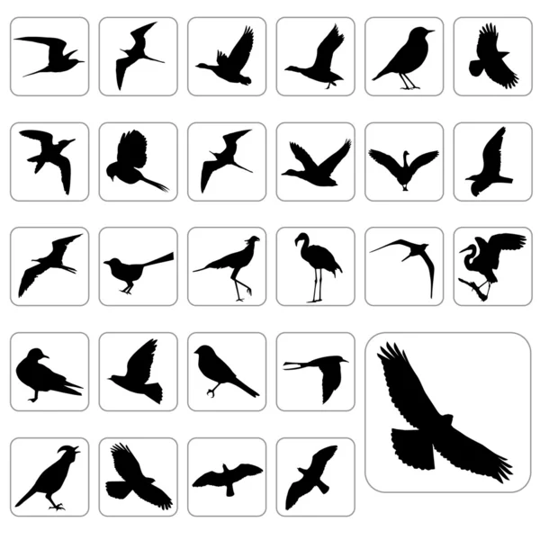 Grande serie di uccelli — Vettoriale Stock