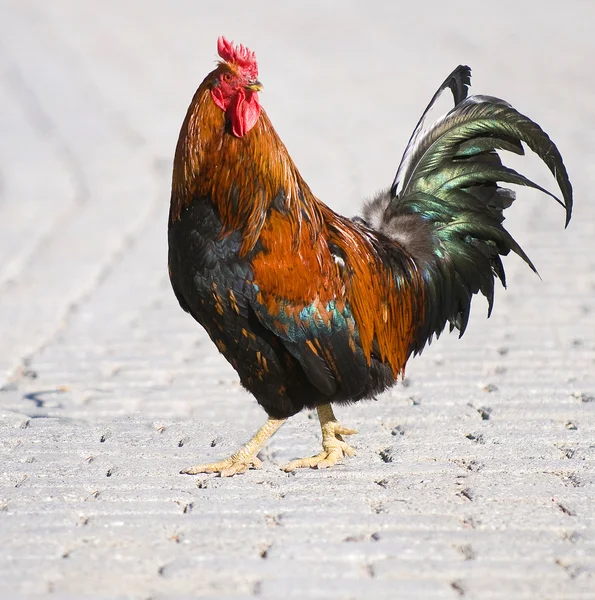 Renkli cock — Stok fotoğraf