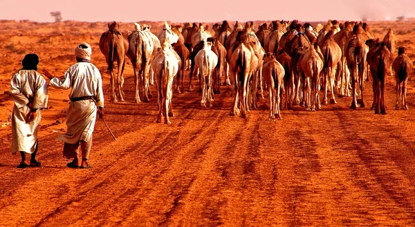 Stock image Caravan in the desert