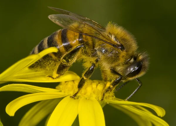Honey-bee — Stock Photo, Image