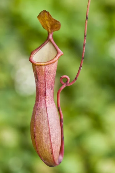Nepenthes — стокове фото