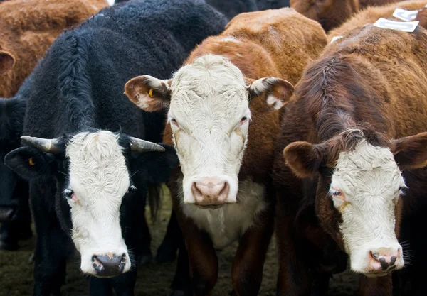 Três vacas — Fotografia de Stock