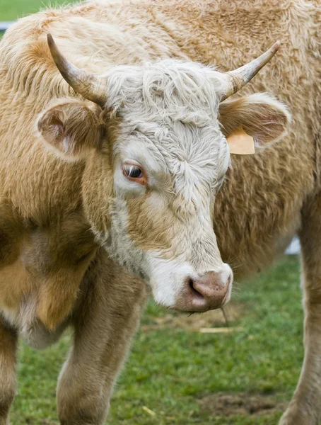 Zblízka kráva — Stock fotografie