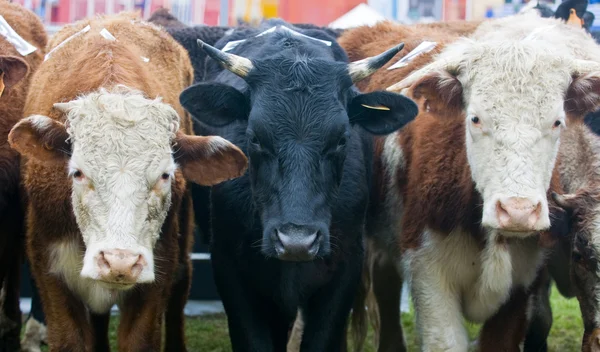 Tři krávy — Stock fotografie