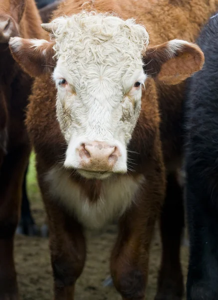 在奶牛上关闭κοντινό πλάνο σε αγελάδα — 图库照片