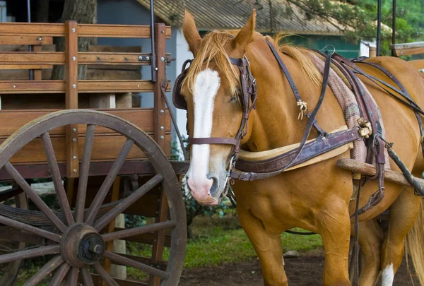 stock image Horse in uruguay