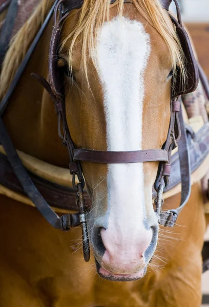 Häst i uruguay — Stockfoto