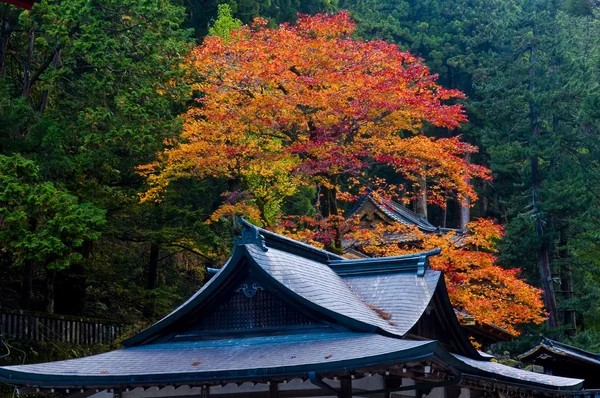 Outono japonês — Fotografia de Stock