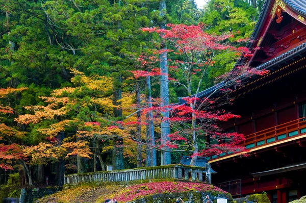 Japoński jesień — Zdjęcie stockowe