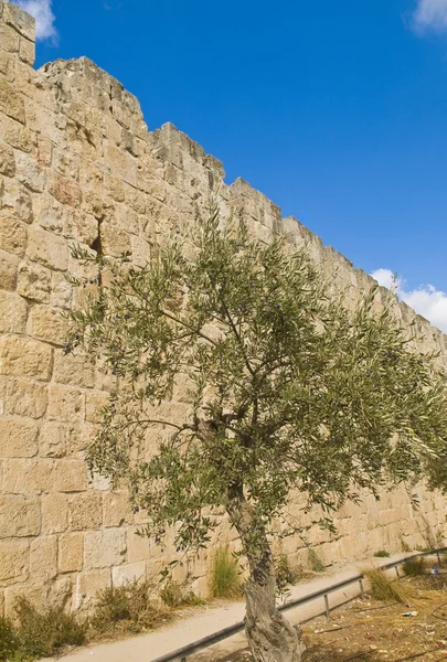 Стена Иерусалима — стоковое фото