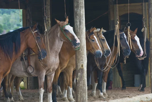 Horses Uruguay Stock Photos Royalty Free Horses Uruguay Images