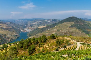 Rio Douro - üzüm bağları (2)