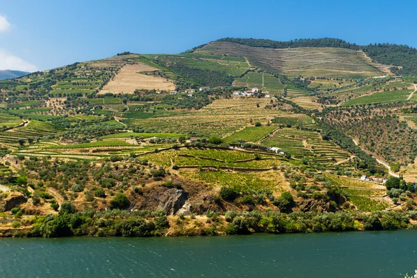 Rio Douro - Vineyards (3) — Stock Photo, Image