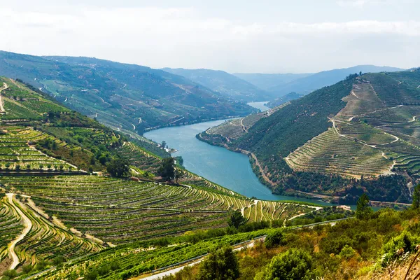 Rio Douro - wijngaarden (1) Stockfoto
