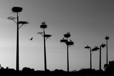 Nests of storks clipart