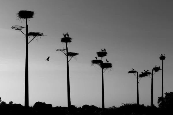 stock image Nests of storks