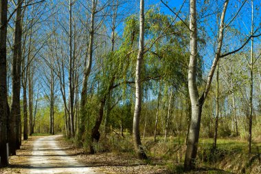 sonbahar yolu