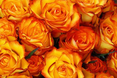 Orange roses clipart