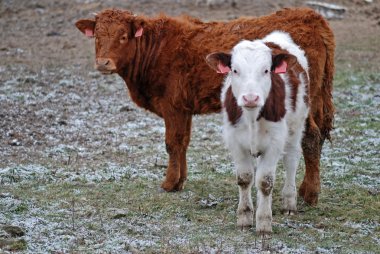 Cow babies clipart