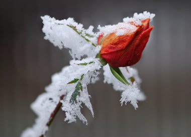 Frozen rose clipart