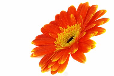 izole gerbera