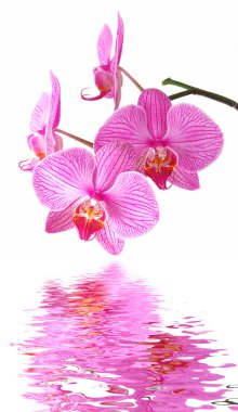 Pink orchid reflection clipart