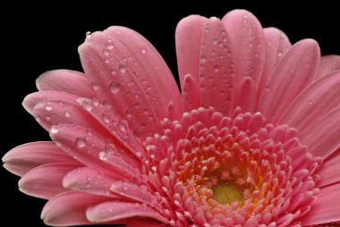 pembe gerbera