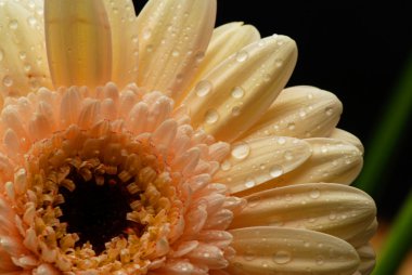 Turuncu gerbera