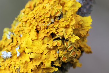 Yellow lichen clipart