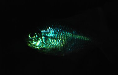 Derinlerde