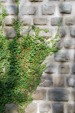 Old wall and ivy clipart