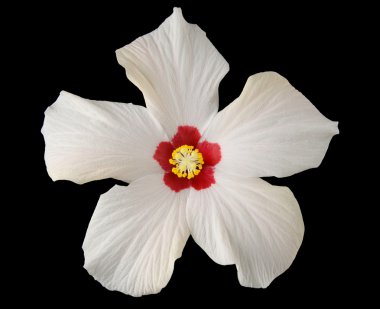 White hibiscus clipart