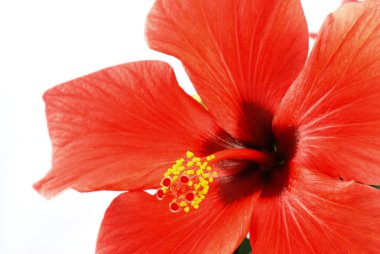 Hibiscus clipart