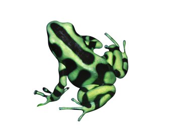 Tropical frog clipart