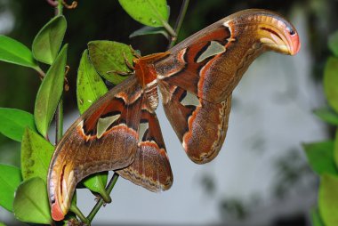 Detail of Attacus Atlas clipart