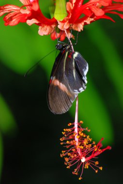 buterfly üzerinde bir orkide