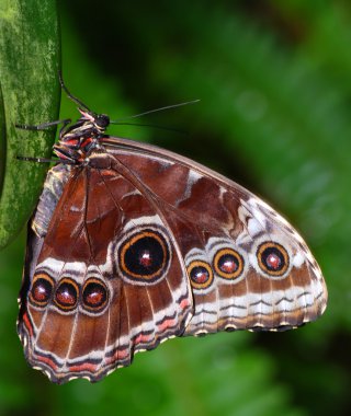 Two butterflies on a branch clipart