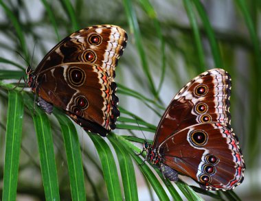 Two butterflies on a branch clipart