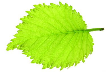 Leaf clipart