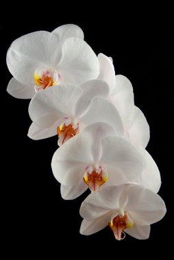 White orchid clipart