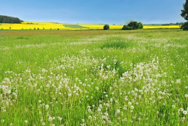 Dandelion meadow clipart