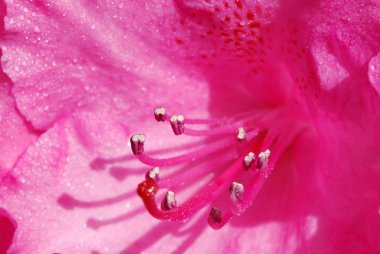 Rhododendron macro clipart