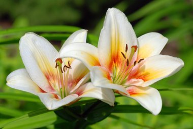 Lillies clipart