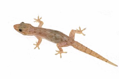 Small lizard clipart