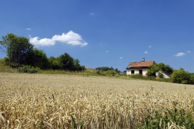 buğday tarlası