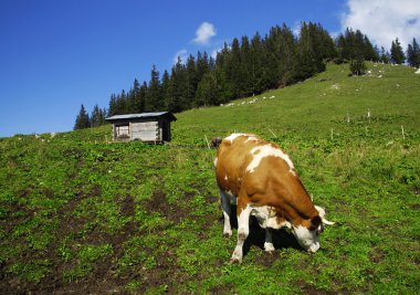 çayır üzerinde inek