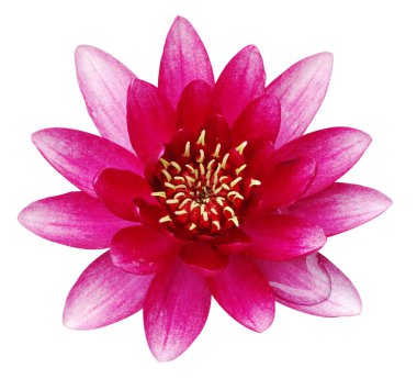 Pink water lily clipart