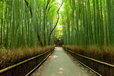 Bamboo grove clipart